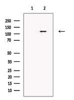 MAML2 Antibody in Western Blot (WB)