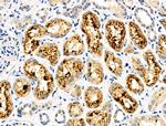 Monoamine Oxidase B Antibody in Immunohistochemistry (Paraffin) (IHC (P))