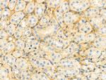 Monoamine Oxidase B Antibody in Immunohistochemistry (Paraffin) (IHC (P))