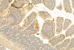 TPL2 Antibody in Immunohistochemistry (Paraffin) (IHC (P))