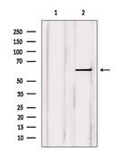 TPL2 Antibody in Western Blot (WB)
