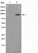 ERK3 Polyclonal Antibody