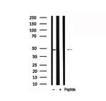 MAPKAPK2 Antibody in Western Blot (WB)