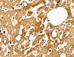 MARS Antibody in Immunohistochemistry (Paraffin) (IHC (P))