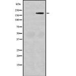 MAST1 Polyclonal Antibody