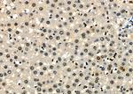 MCM7 Antibody in Immunohistochemistry (Paraffin) (IHC (P))