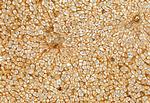 MCP-1 Antibody in Immunohistochemistry (Paraffin) (IHC (P))