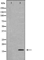 Midkine Polyclonal Antibody