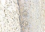 MEIS1 Antibody in Immunohistochemistry (Paraffin) (IHC (P))
