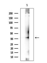MEIS1 Antibody in Western Blot (WB)