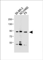CDH10 Antibody in Western Blot (WB)