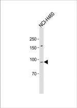 CDH10 Antibody in Western Blot (WB)
