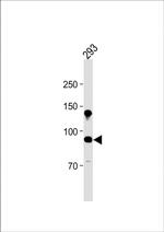 CDH10 Antibody in Western Blot (WB)