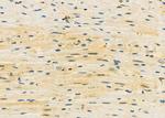MID1IP1 Polyclonal Antibody