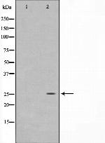MOB1 Polyclonal Antibody