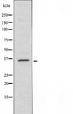 CD200R Polyclonal Antibody