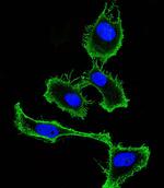 CD9 Antibody in Immunocytochemistry (ICC/IF)