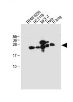 CD9 Antibody in Western Blot (WB)