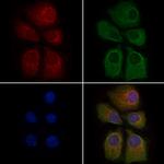MRPL37 Antibody in Immunocytochemistry (ICC/IF)