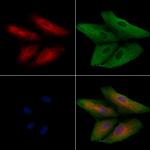 MST4 Polyclonal Antibody