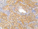 MST4 Antibody in Immunohistochemistry (Paraffin) (IHC (P))