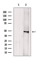MST4 Antibody in Western Blot (WB)