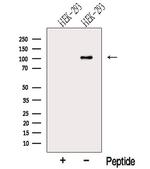 MTHFD1 Polyclonal Antibody