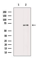 MYLK2 Antibody in Western Blot (WB)