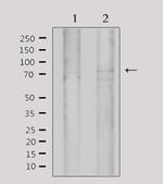 MYST2 Antibody in Western Blot (WB)
