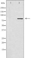 SLC4A1AP Polyclonal Antibody