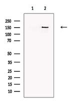 NAIP Antibody in Western Blot (WB)