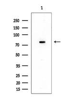 NCAPH Polyclonal Antibody