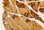 NDE1 Antibody in Immunohistochemistry (Paraffin) (IHC (P))