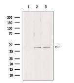NDE1 Antibody in Western Blot (WB)