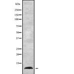 NDUFA1 Antibody in Western Blot (WB)