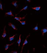 SCF Polyclonal Antibody