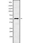 NDUFV1 Polyclonal Antibody