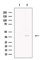 Necdin Polyclonal Antibody