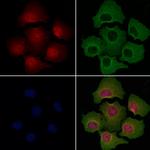 NEK9 Antibody in Immunocytochemistry (ICC/IF)