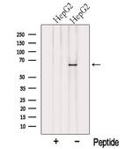 COBRA1 Polyclonal Antibody