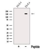 Neogenin Antibody in Western Blot (WB)
