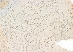 NEUROD4 Antibody in Immunohistochemistry (Paraffin) (IHC (P))