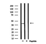 NEUROD4 Antibody in Western Blot (WB)