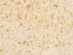 NRGN Antibody in Immunohistochemistry (Paraffin) (IHC (P))