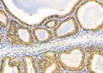FAM129A Antibody in Immunohistochemistry (Paraffin) (IHC (P))