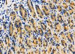 FAM129A Antibody in Immunohistochemistry (Paraffin) (IHC (P))