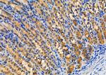 FAM129A Antibody in Immunohistochemistry (Paraffin) (IHC (P))