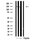 FAM129A Antibody in Western Blot (WB)
