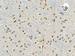 NIP7 Antibody in Immunohistochemistry (Paraffin) (IHC (P))