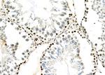 NKAP Antibody in Immunohistochemistry (Paraffin) (IHC (P))